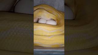 El inicio del Ciclo de la vida,No lo creerás… #piton #python #reticulatuspython #snake