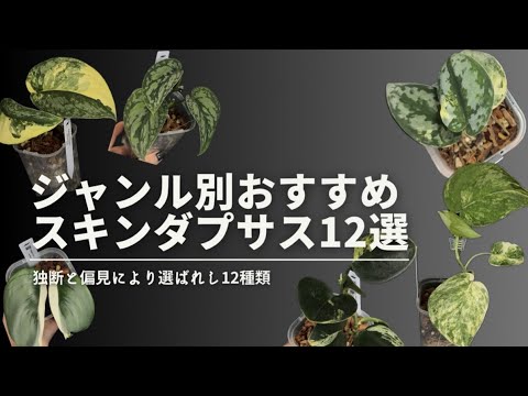 ジャンル別おすすめスキンダプサス12選】お気に入りのダプサスが