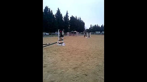 Tinker Adje off The Romany Horses (CSO Irish Cob)