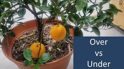 Over vs Under Watering Citrus