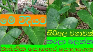 kiri ala wagawa kabanika pohora yodagena/කිරිඅල වගාව මූල සිට අගදක්වා