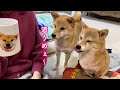 お酒を飲んでママにもう一杯を要求してくる酔っ払った柴犬が可愛い