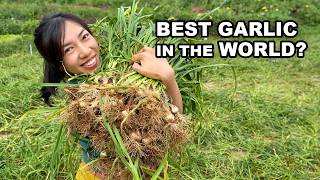 Vietnam’s Garlic Island: What Makes It So Special?