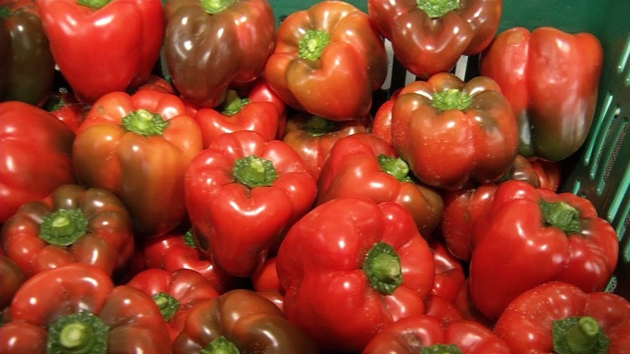 HIDROPONÍA EN PANAMÁ. PIMENTONES