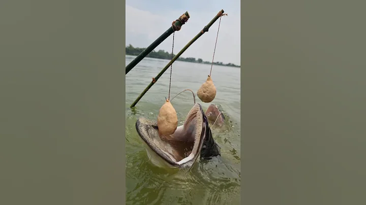 Unbelievable Fishing Trap Video. Best Trap Of fishing water river. amazing fishing style. #fishing
