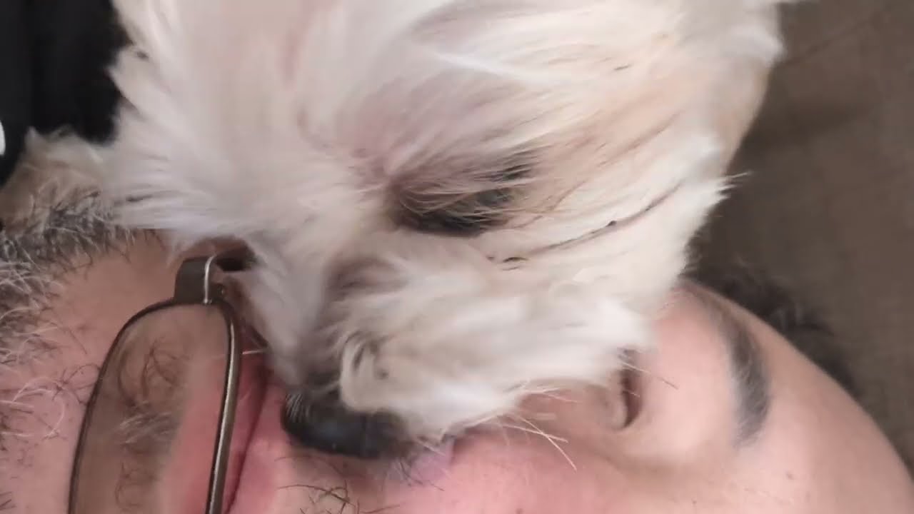 cute dog lick nose and face ASMR