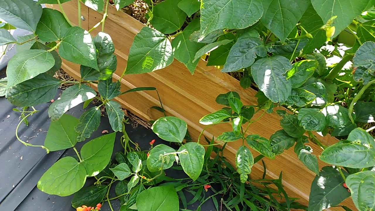 Green bean harvest timepole beans! YouTube