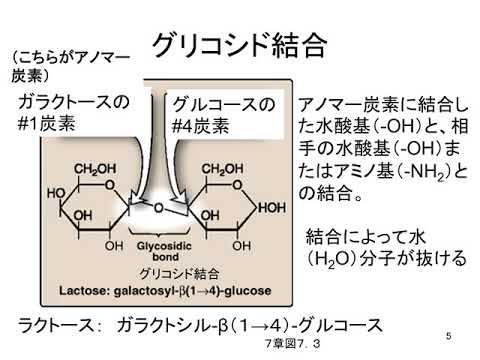 第３回　糖質　 part5　（基礎生化学）