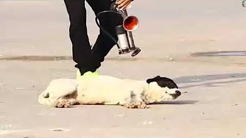 Do air horns hurt dogs ears?