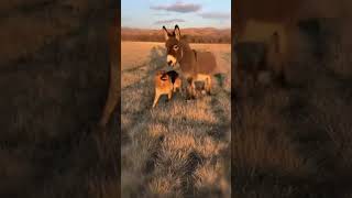 This German Shepherd And Donkey Dont Want To Separate Again
