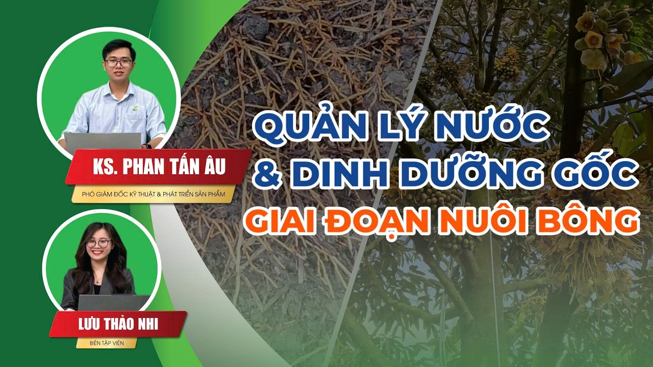 Tọa Đàm C.A.T Kỳ 004: Quản lý nước và dinh dưỡng gốc giai đoạn nuôi bông