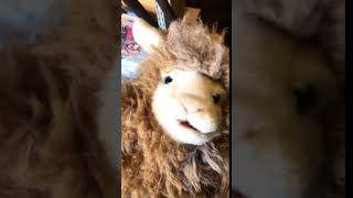 Sheep.wmv @SwiftnessStudios
