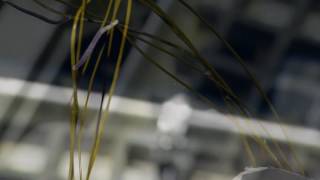 Worm Stowaway On Rov Hercules Nautilus Live