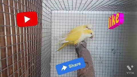 lutino monk parakeet breeding pair