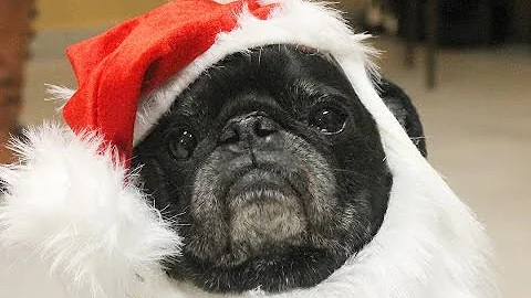 Pug Compilation 6 -  Funny Dogs but only Pug Videos | Instapugs