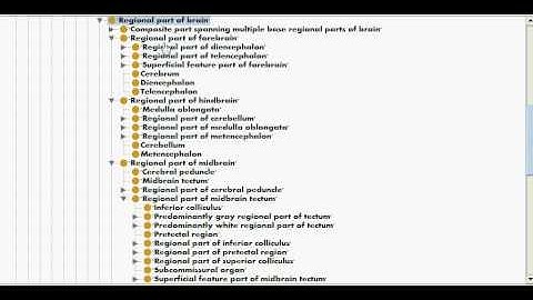 Browsing the NIF Standard ontology using Protege