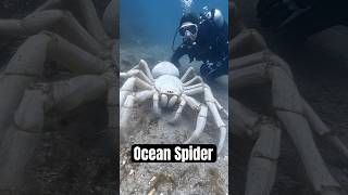 Deep Sea Oddities..