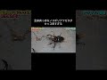全身真っ赤なノコギリクワガタがカッコ良すぎる