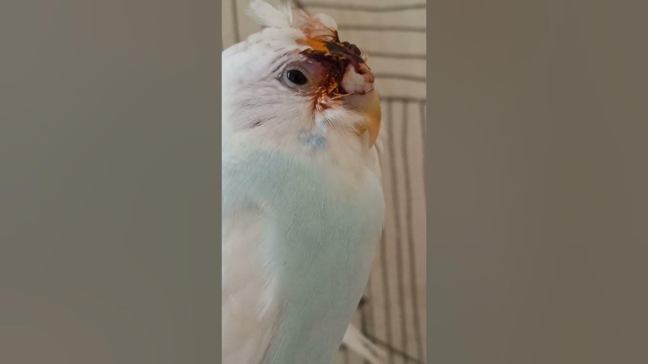 How Can A Mother Hurt Her Child Dangerous Motherbird parakeet  how-can-a-mother-hurt-her-child-dangerous-motherbird-parakeet