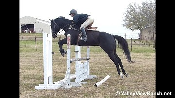 Jack - riding English over fences! - ValleyViewRanch.net