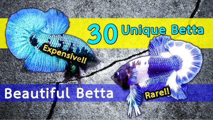 Unique Betta [EP.1] Update Pattern color and type of Betta 2019 