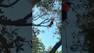 Live oak tree removal in Metter GA