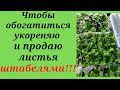 Зачем я делаю обзоры сортов? Цветение новинок. ШТАБЕЛЯМИ укореняю и продаю!!!