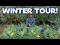 Touring my winter garden  vegetable uses and growing tips