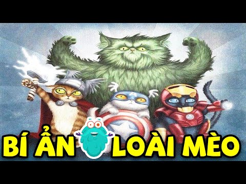 Video Những tập tính ĐẶC BIỆT của loài MÈO | Kiến Thức Thú... - youtube