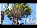 【お庭DIY】第118話 ブロッコリーみたいな、大きな木の伐採