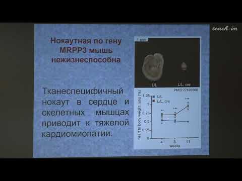 Видео: Как выглядела ДНК, связана ее химическая структура с тем, как она выглядит, когда ее много сгруппировано?