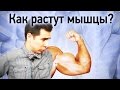 Физика качалки: как растут мышцы?