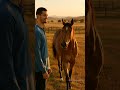 This Wild Mustang Healed A Broken Inmate Nobody Saw Coming