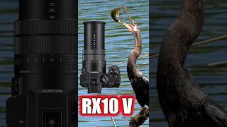 Sony RX10 V In The Wildlife: Raw Wildlife Compilation