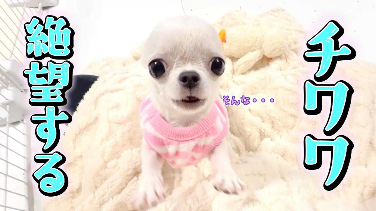 チワワ The confused expression on the Chihuahua puppy's face as he