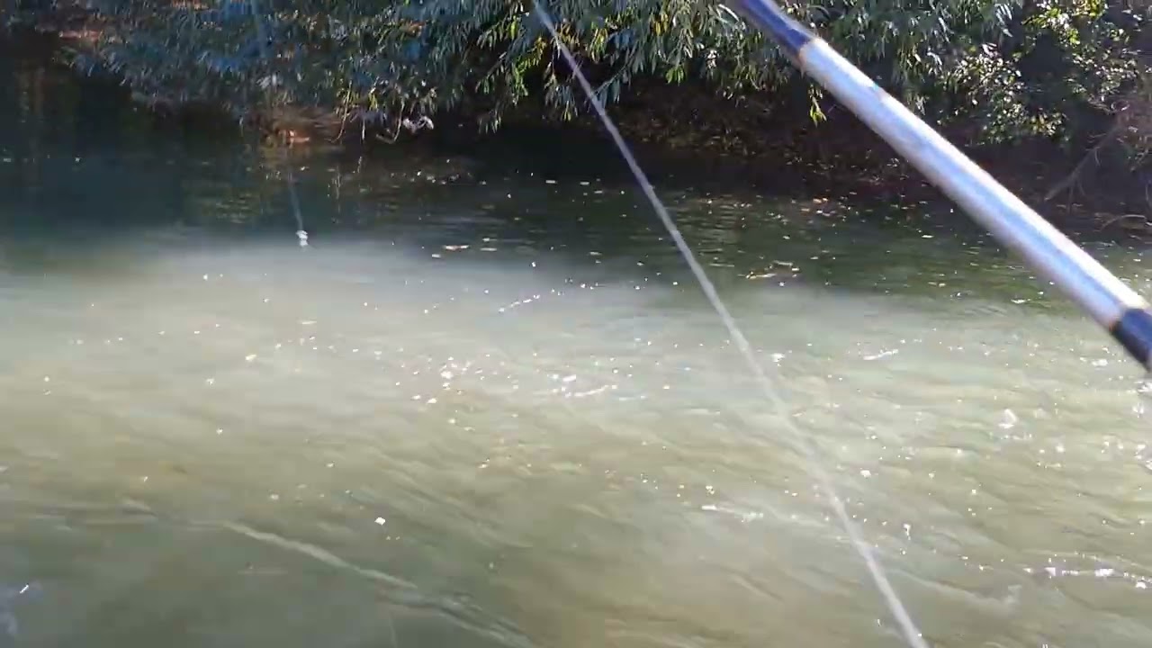 Primera vez pescando en el rio cautín con @PescaycazaTemuco