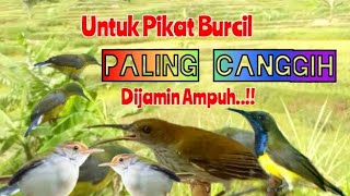 Suara Pikat Burcil Paling Canggih Dijamin Ampuh