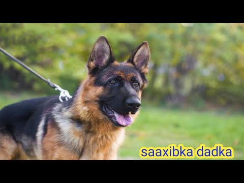 xaqiiqooyinku saabsan ayga