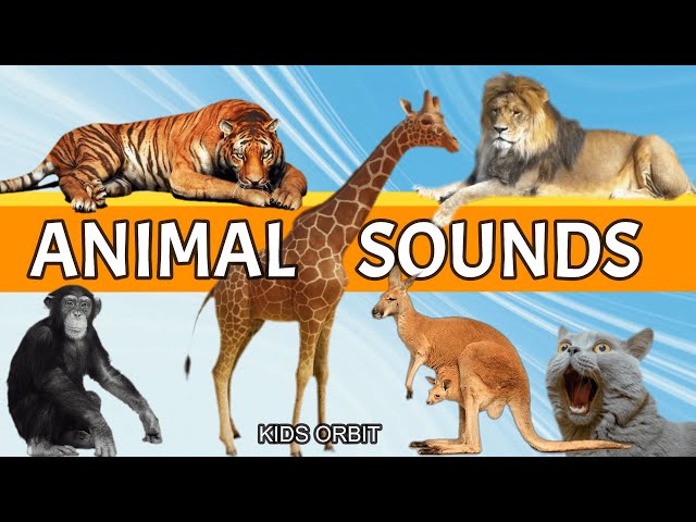 Animal Sounds and Names | Learn Animal Names | Animal Sounds Compilation class=