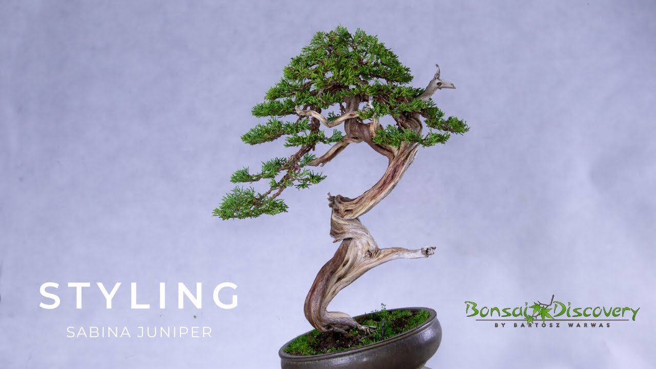 Styling sabina juniper