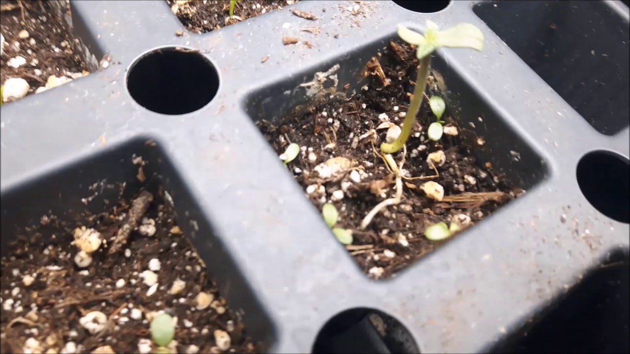 Bangi Haze & Purple Afgan Kush update!