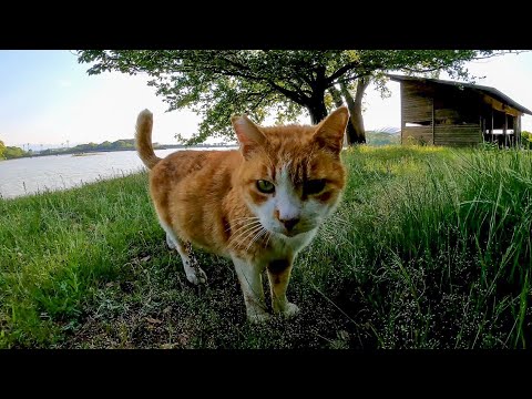 よく喋る野良猫ちゃんが池の側にいました