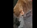 Cats Steal The Show At A Chaotic Pinata Party! #shorts