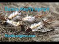 Fly Tying instruction on how to tie the Danice mayfly nymph