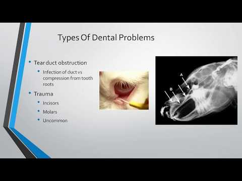 Video: Kind Teeth Problems In Rabbits