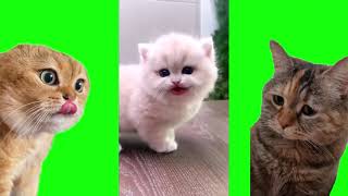 [Cat meme] Funny cat videos - Alugalug Cat but Coffin Dance #3