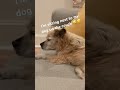 Her name is Tess ❤️| #trend #viral #fypシ #dog #shorts #sound
