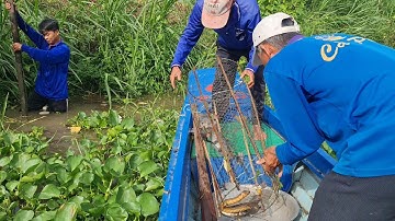 Thăm Lợp Trúng Ngày Con Nước Lớn Chạy Lươn Và Toàn Cá Lớn.Góc Làng QuêTV77