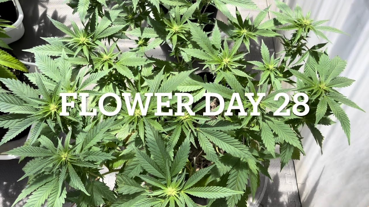 Outdoor balcony grow, Flower day 28