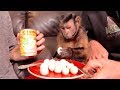 Monkey Eats Quail Eggs For The First Time Ever!!!